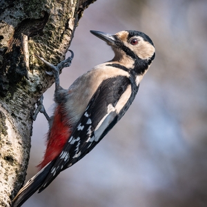 Redwell   05 03 2020   D500   Les 72.jpg